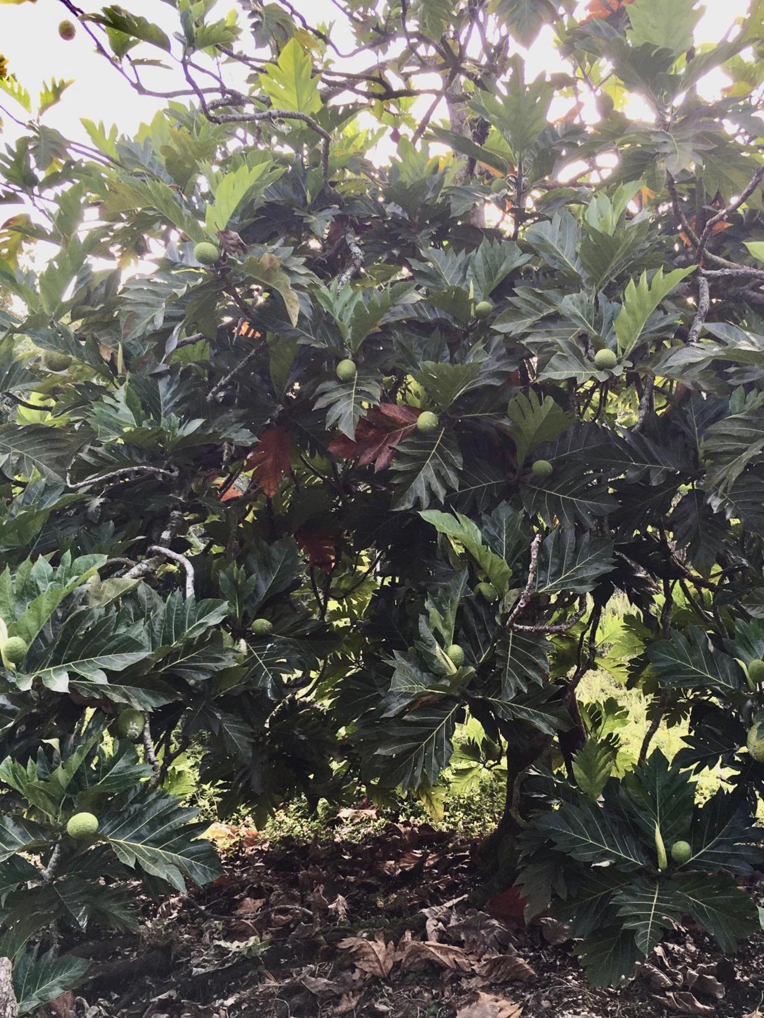 Keaau The Red Cottage And Hawaiian Pond Garden Paradise! מראה חיצוני תמונה