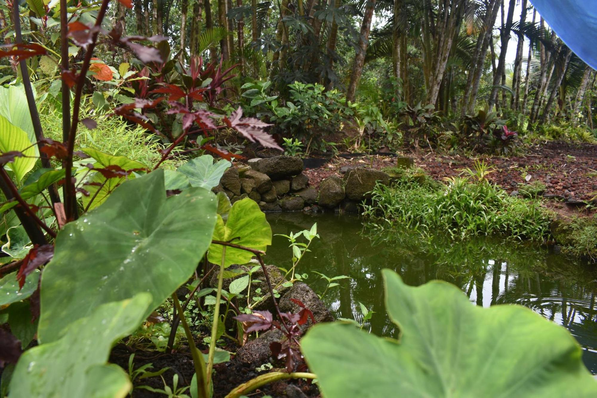 Keaau The Red Cottage And Hawaiian Pond Garden Paradise! מראה חיצוני תמונה